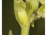 ORCHIS GRENOUILLE