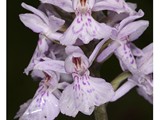 ORCHIS MACULE